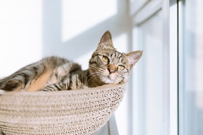 Tabby cat in a basket next to a window
