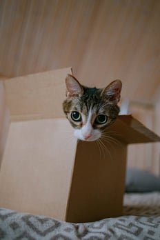 cat in a box