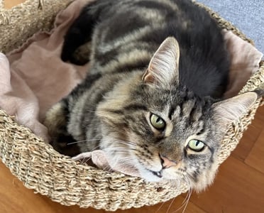 Tabby cat laying in a basket