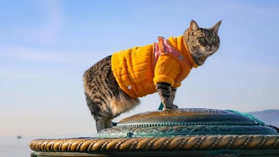 Cat wearing orange sweater in Italy