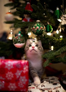 Cat under tree looking at ornaments