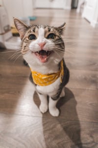 Cat meowing