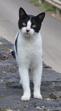 cat ready for pet transport