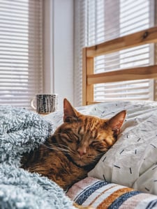 Cat sleeping under the covers in a bed