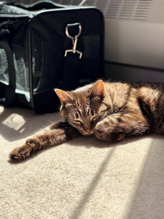 cat sleeping next to carrier