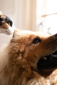 cat sniffing dog's ear