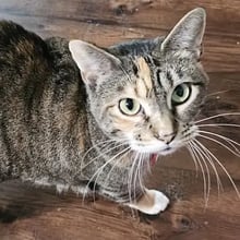 Three cats to London's pet