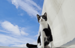 Black and white cat sitting outside of an airplane waiting to board flight to England.
