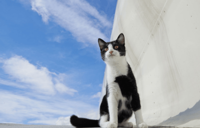 Black and white cat sitting outside of an airplane waiting to board flight to England.
