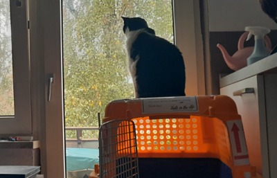 Cat sitting on top of travel crate after relocating to France with Starwood Pet Travel.