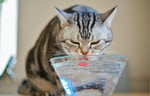 Cat drinking water from a glass bowl.