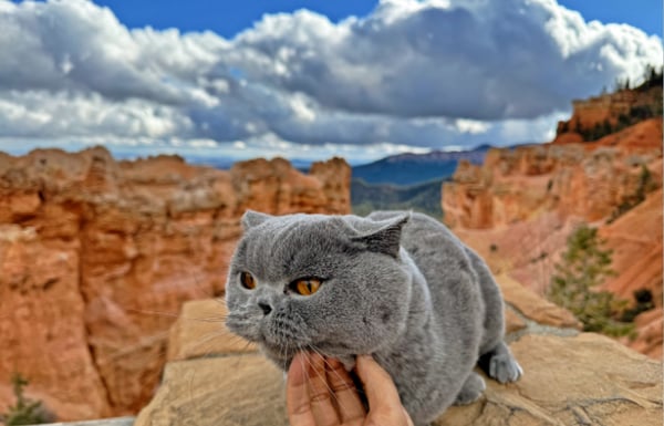 Cat moved by Starwood hanging out at the Grand Canyon
