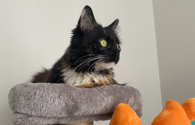 Cat hanging out in a cat tree.