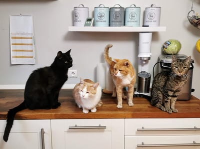 four cats on a countertop