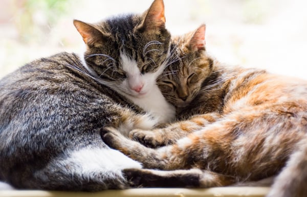 Cats snuggling up close together.