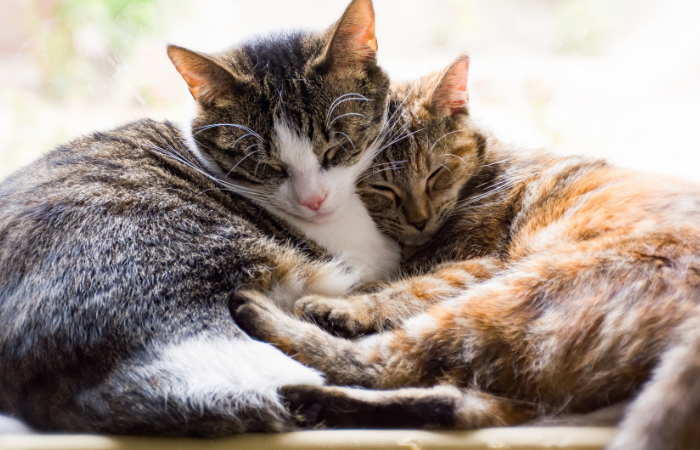 Cats snuggled up close together taking a nap.