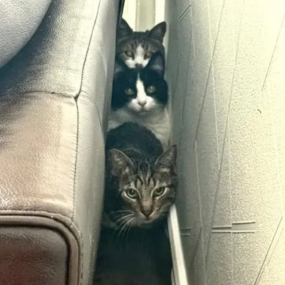 Moose, Daisy, Muge, & Amani's pet
