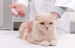 Cat getting a vaccination at the vet in preparation for moving to Portugal.