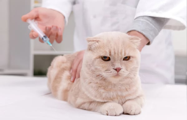Cat getting a vaccination at the vet in preparation for moving to Portugal.