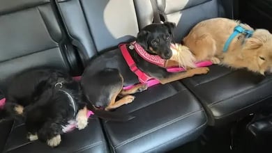 Eddi, Sunny, & Tapas to the UK's pet