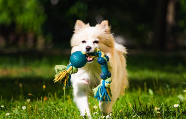 Pet Relocation Checklist