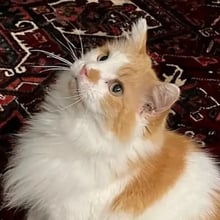 Cheeney's Trip to the UK's pet