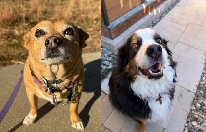 Nellie & Laural's pet