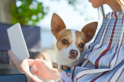 chihuahua sitting on woman's lap
