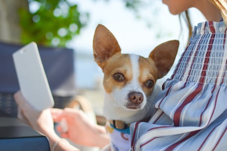 chihuahua on womans lap