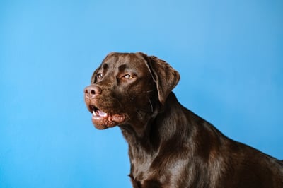 Chocolate Labrador with blue background
