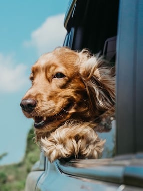 cocker-spaniel-car