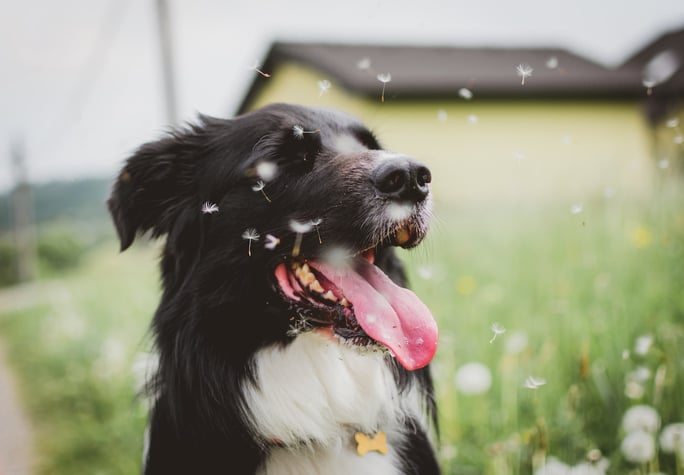 collie dog outside with dandelions