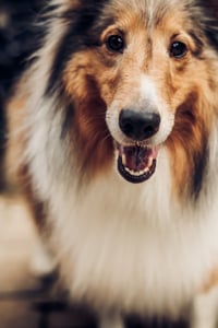 collie dog closeup
