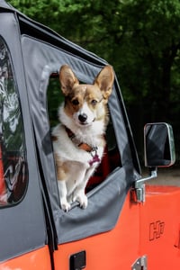corgi in a red jeep