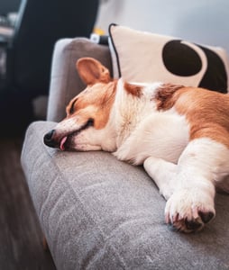 corgi sleeping on couch