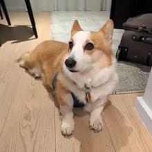 Myf's Trip to the UK's pet