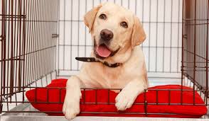 Labrador in crate. 