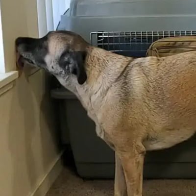 Lambeau's pet