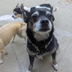 Dogs running around outside