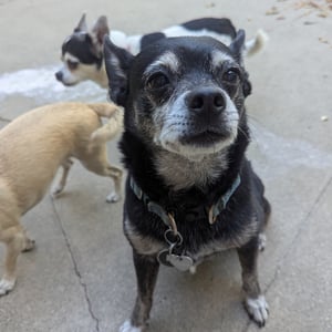 Dogs running around outside