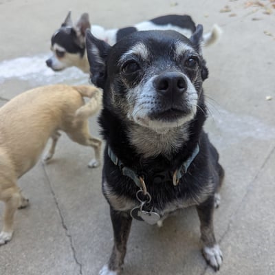 Dogs running around outside