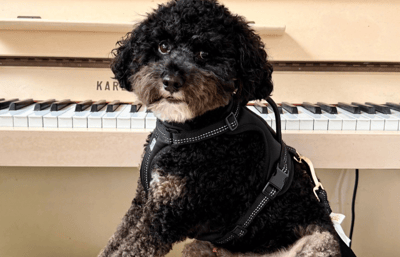 Black dog with curly hair sitting in front of a piano.