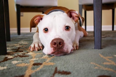 Cute pitbull laying underneath a dining room table