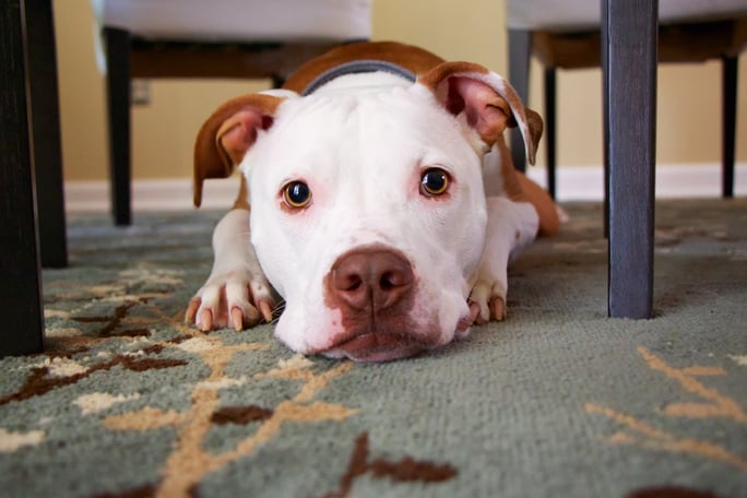 cute pitbull laying under table