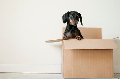 black and brown dachshund in a box