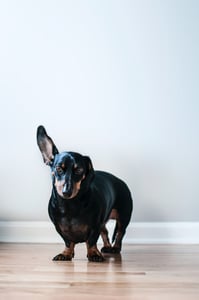 Dachshund with one ear sticking up