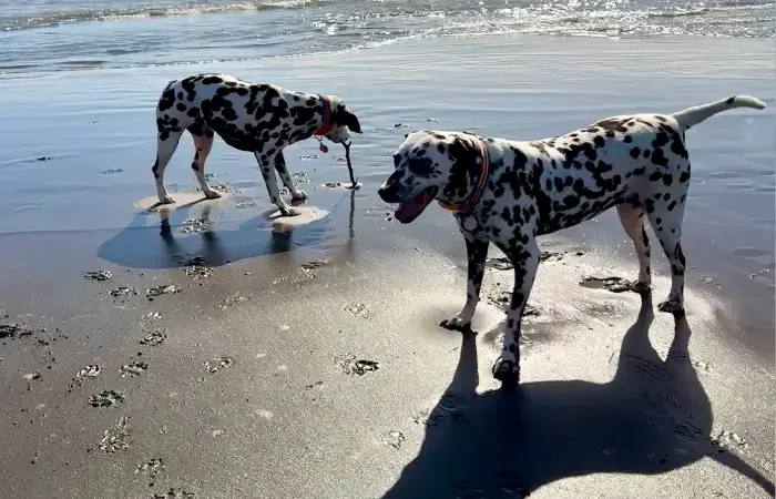 Juno & Stubbs's pet
