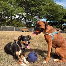 Nova & Ona's pet