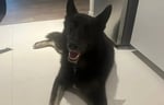 Black dog laying down.