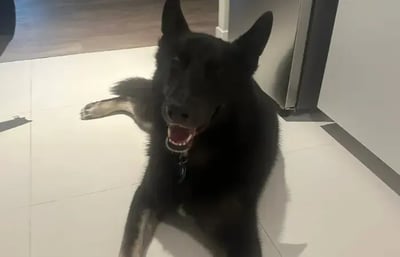 Black dog laying down.
